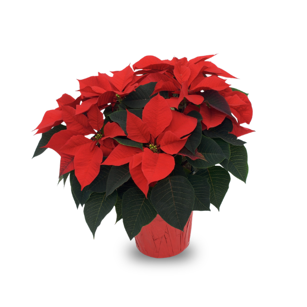 6.5" Poinsettia - Red
